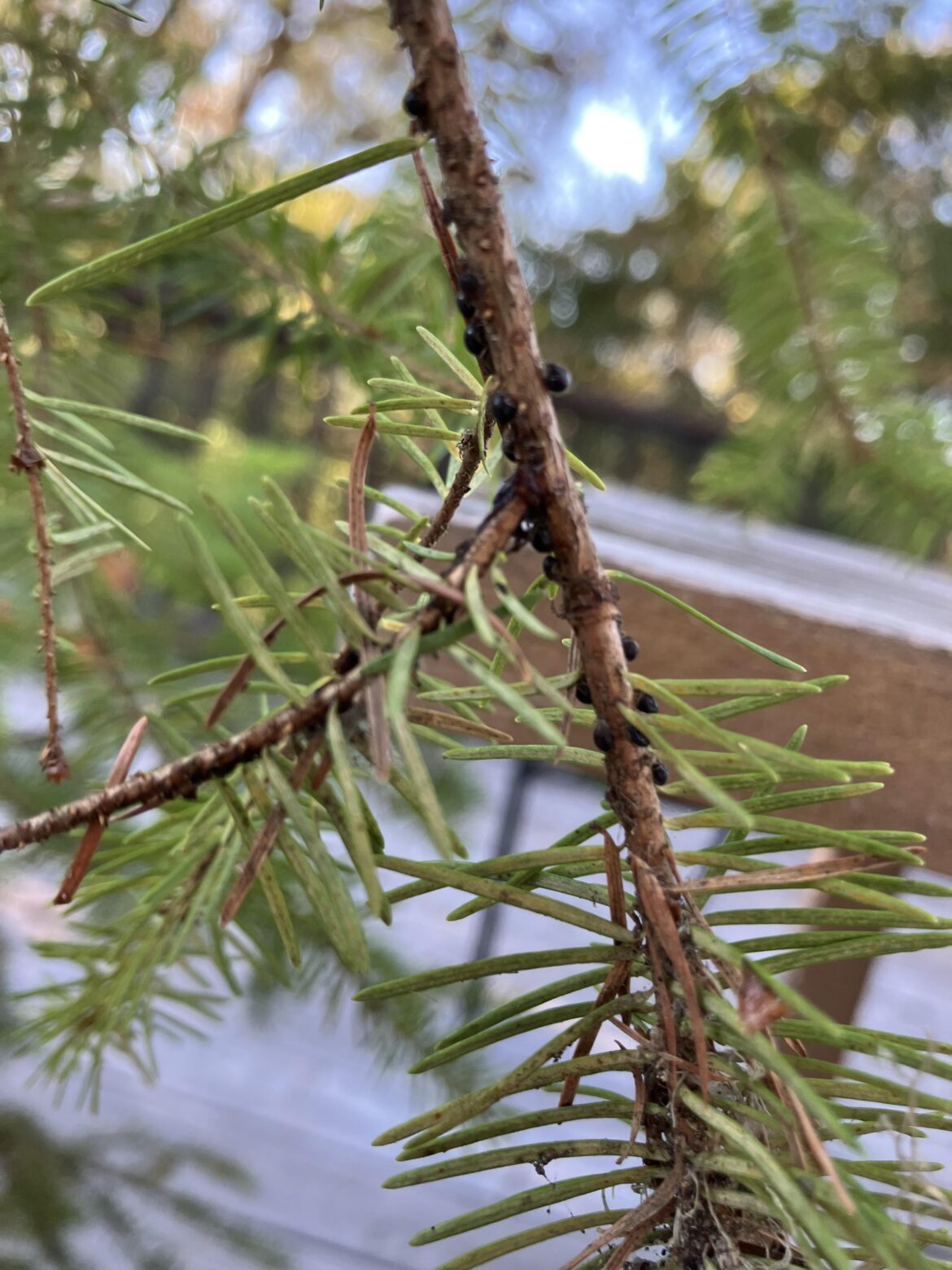 Found these on our Christmas tree, what are they?