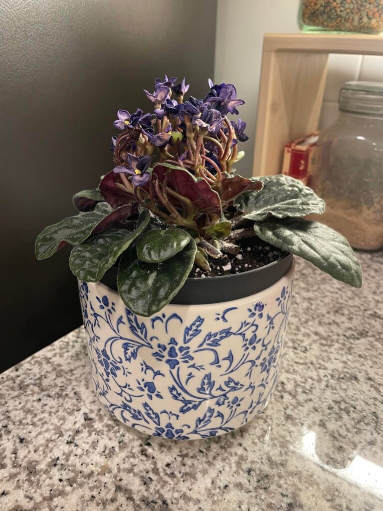 My African Violet is Pregnant!