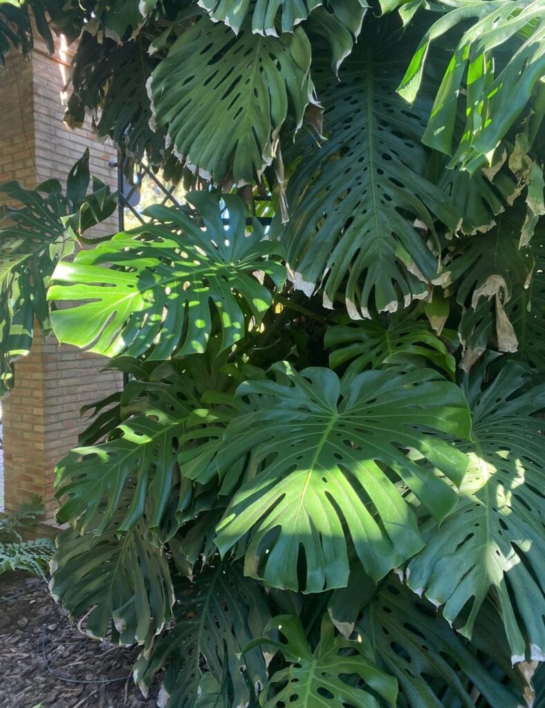 I heard you lot like big monsteras, here's some huge ones in a botanical garden in Spain