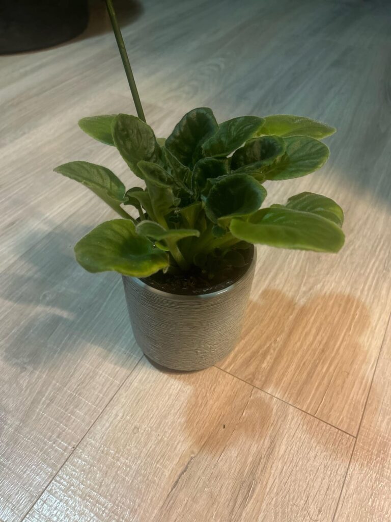 Help with violets Help with violets