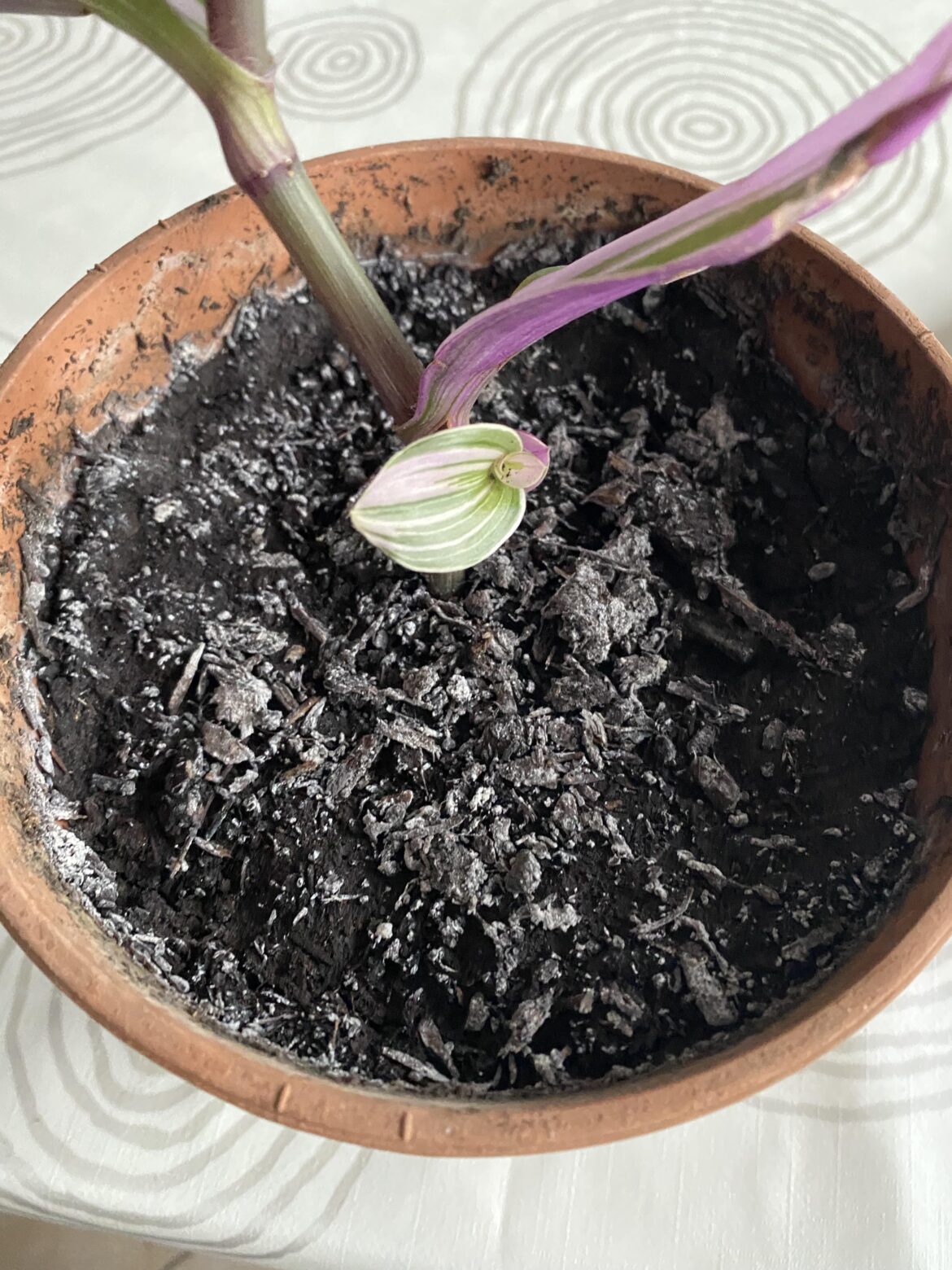 The top of the soil of my plant is grey