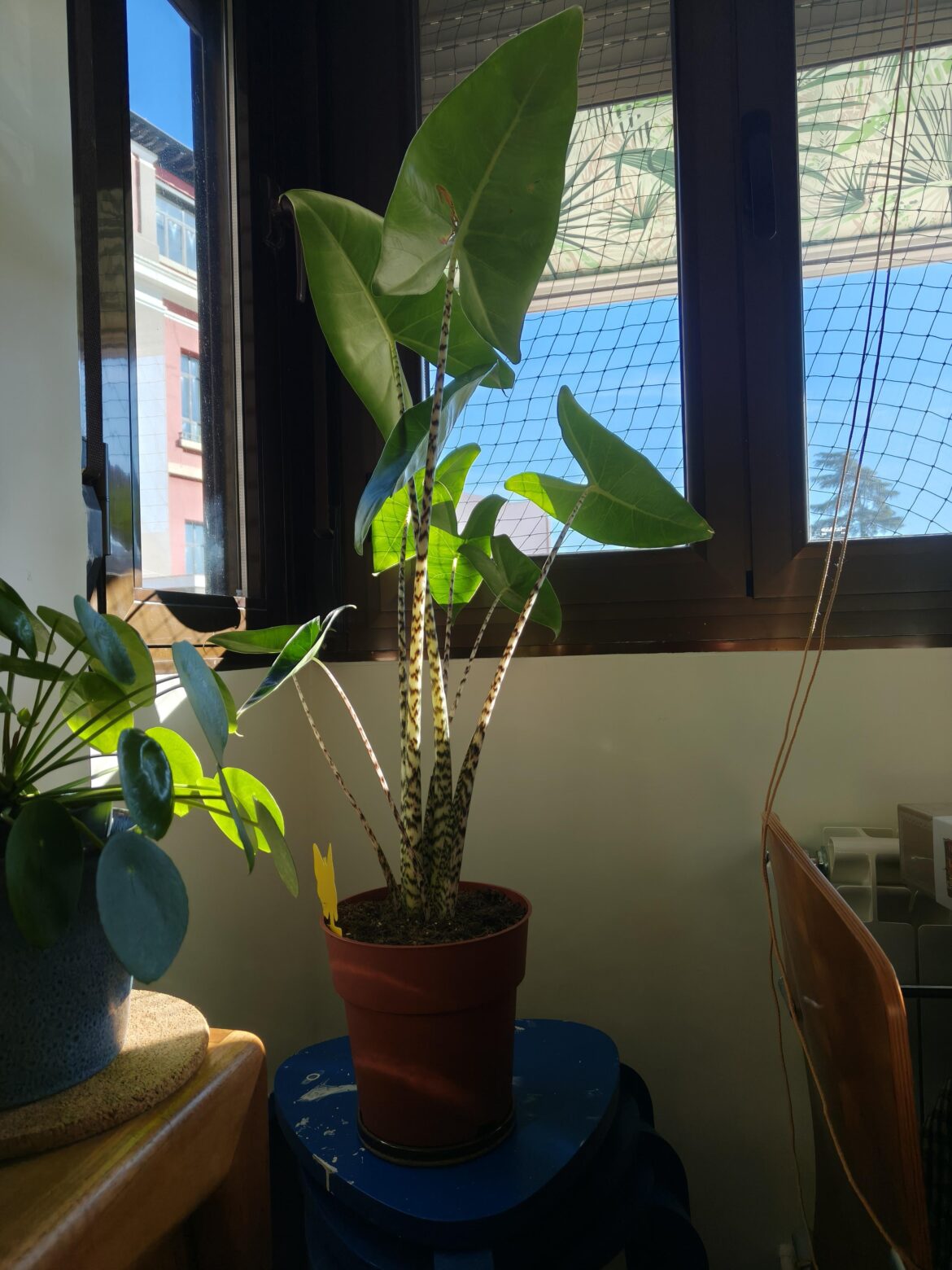 Its leaves move towards the sun 🌞