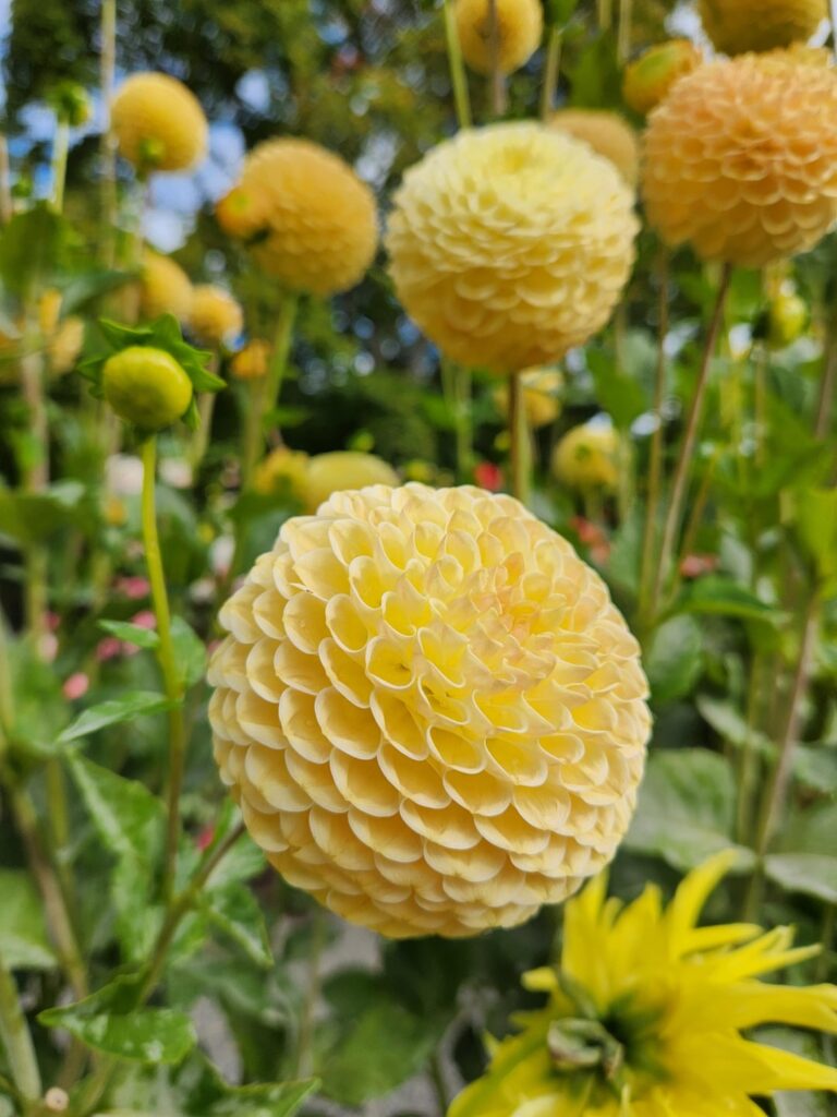 Port Defiance, Tacoma