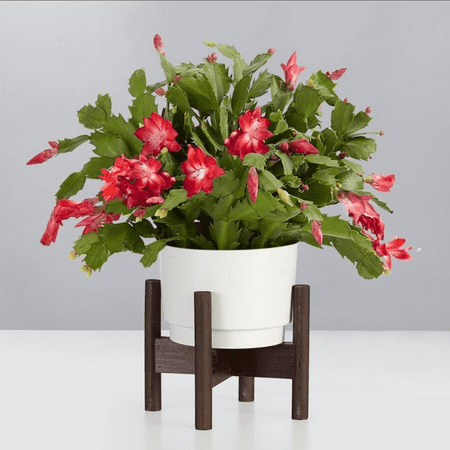 Red Christmas Cactus Live Plant, Christmas Cactus in 3'' Pot, Ideal for Indoor Outdoor Growing Planting