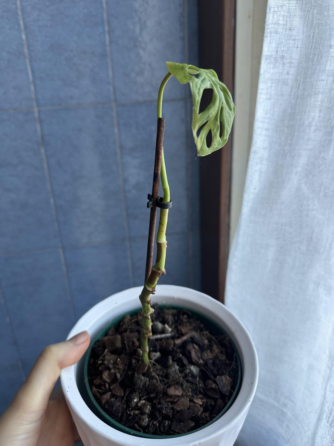 Should I cut my monstera adansonii in 2 and propagate?it went through a wild ride (thrips and root rot and lost its leaves). It has all those different nodes, so maybe?
