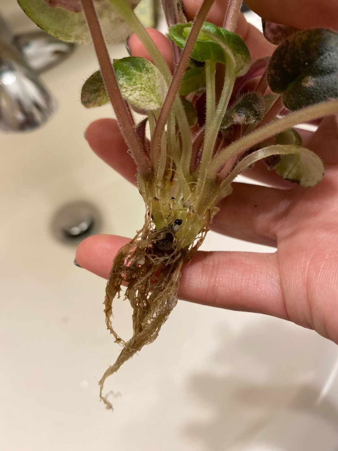 Is this multiple plants or leaves that haven’t settled in place? Is this multiple plants or leaves that haven’t settled in place?