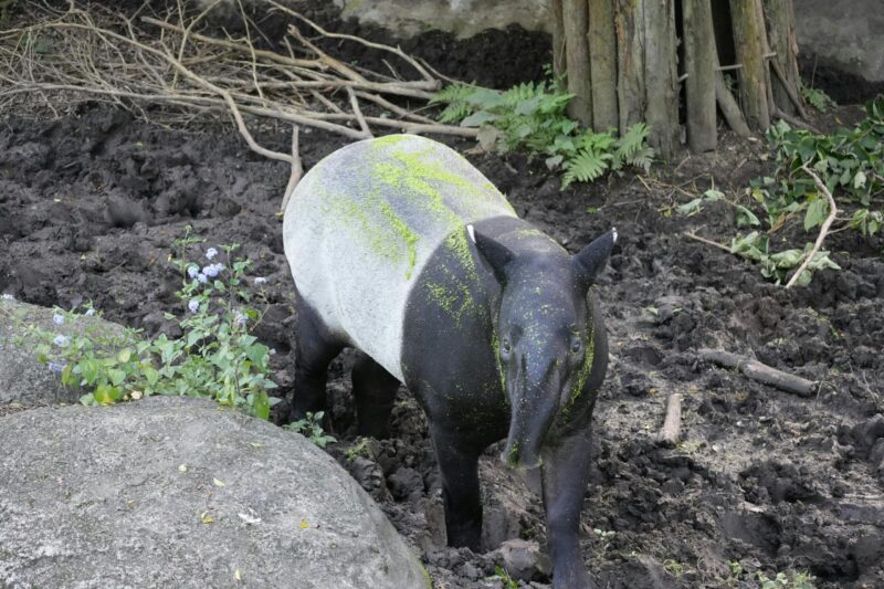 Half black, half white animal. It has many green, tiny leaves covering its body.