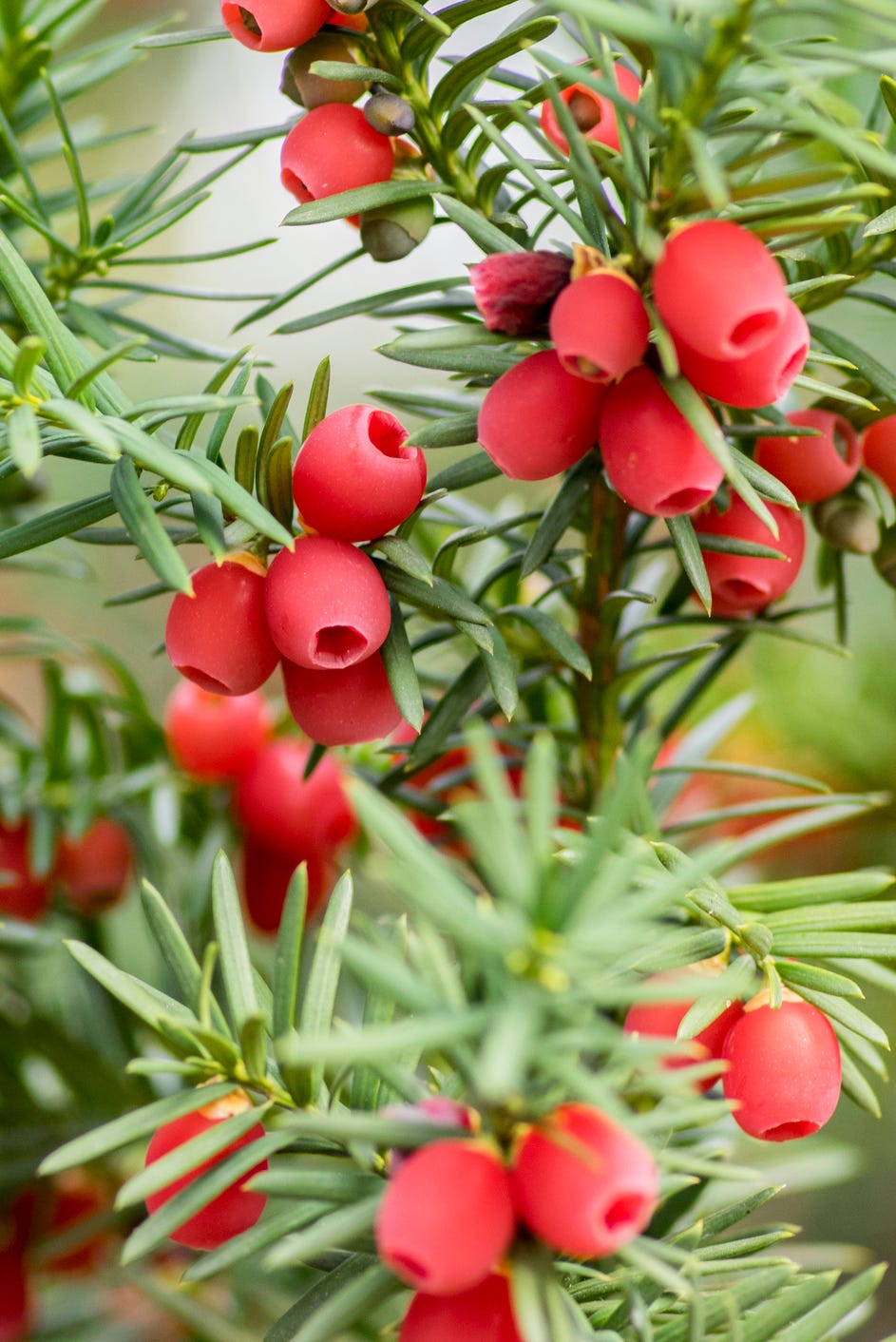 taxus baccata european yew is conifer shrub with poisonous and bitter red ripened berry fruits