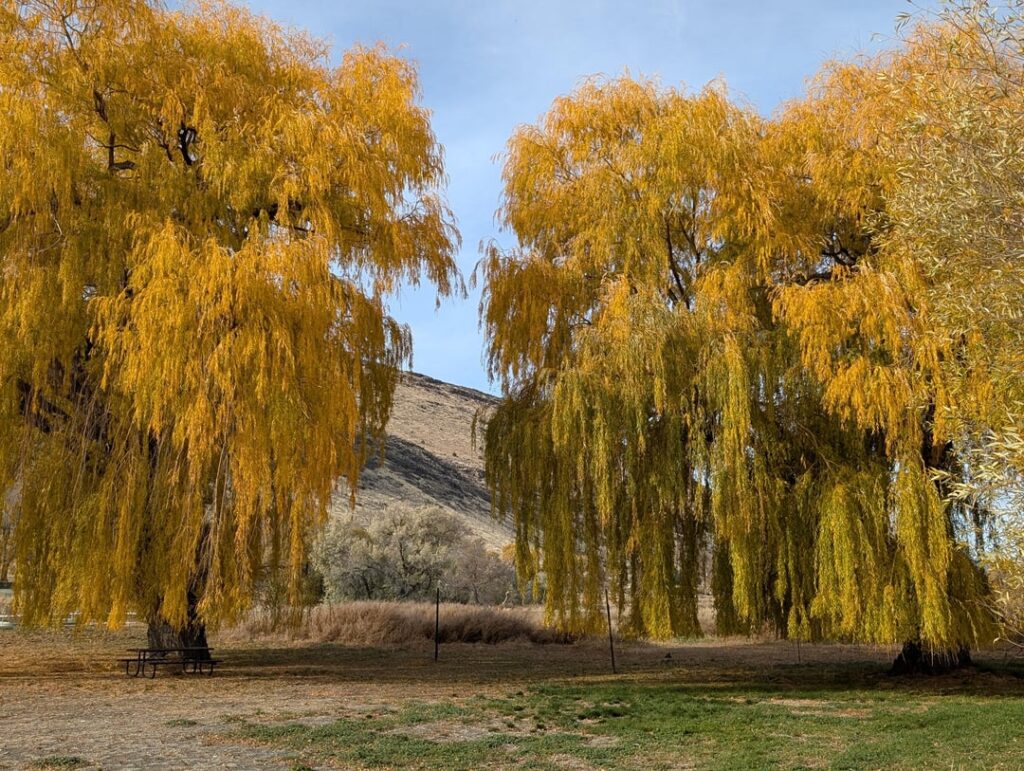 An ode to golden weeping willow An ode to golden weeping willow