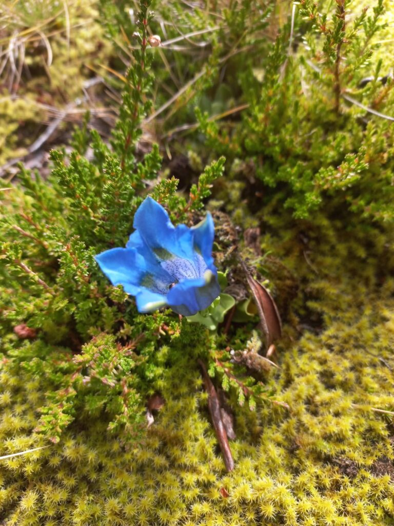 Which species of Gentiana is this? Found in the swiss alps.