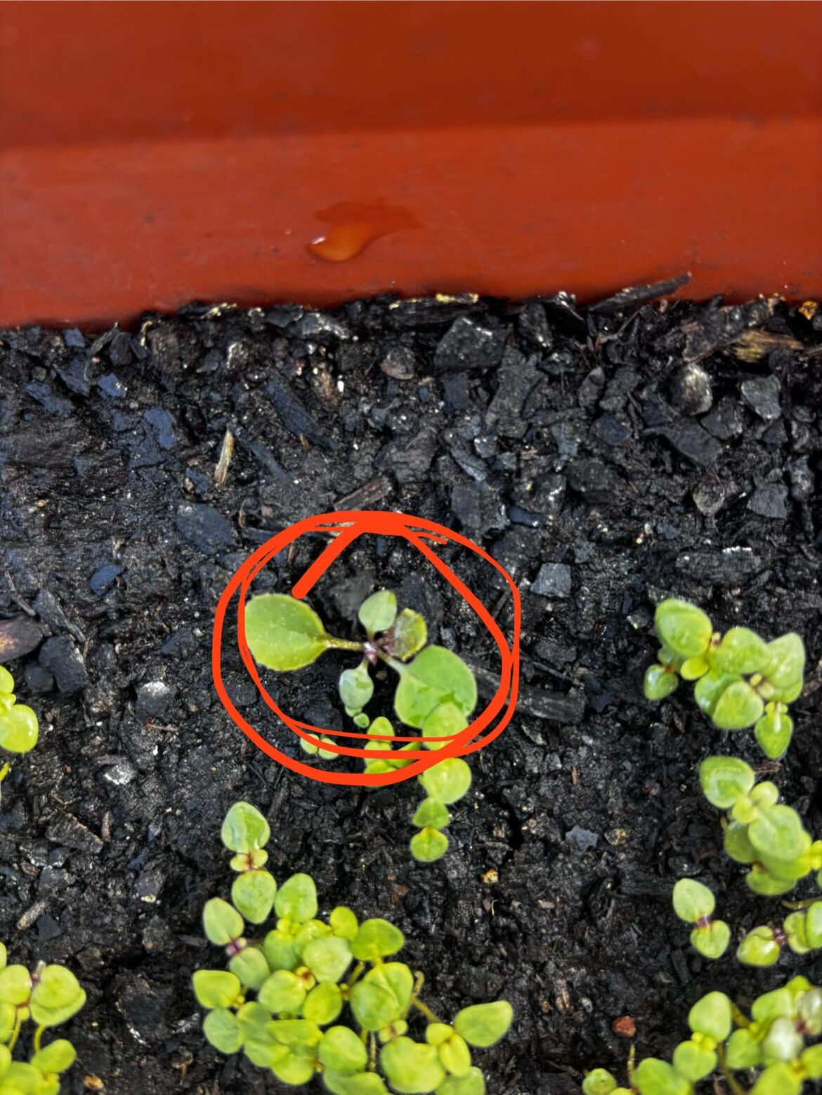 Funny looking snapdragon seedling