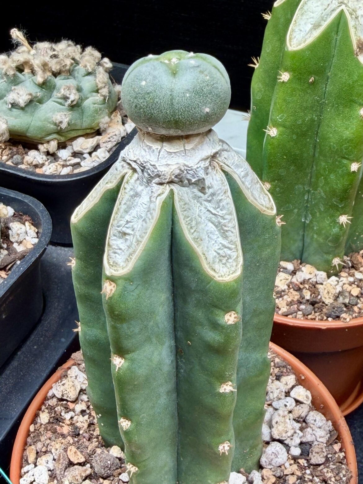 Grafting SP - Pre-Callous?
