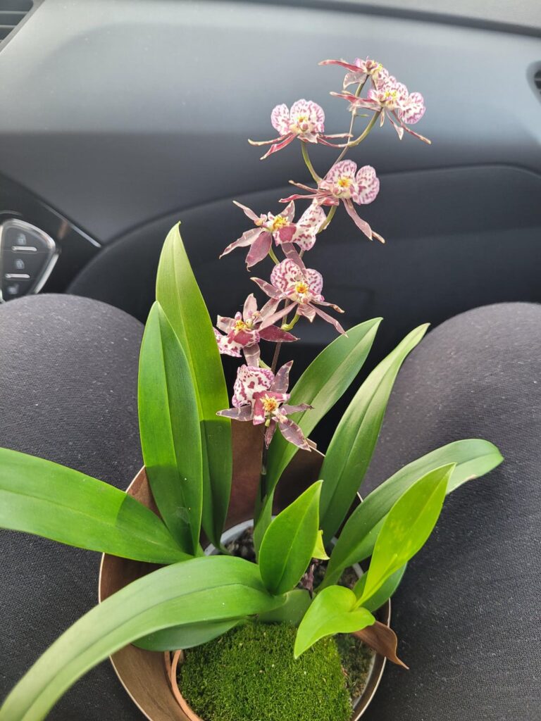 Id on this beautiful fella?