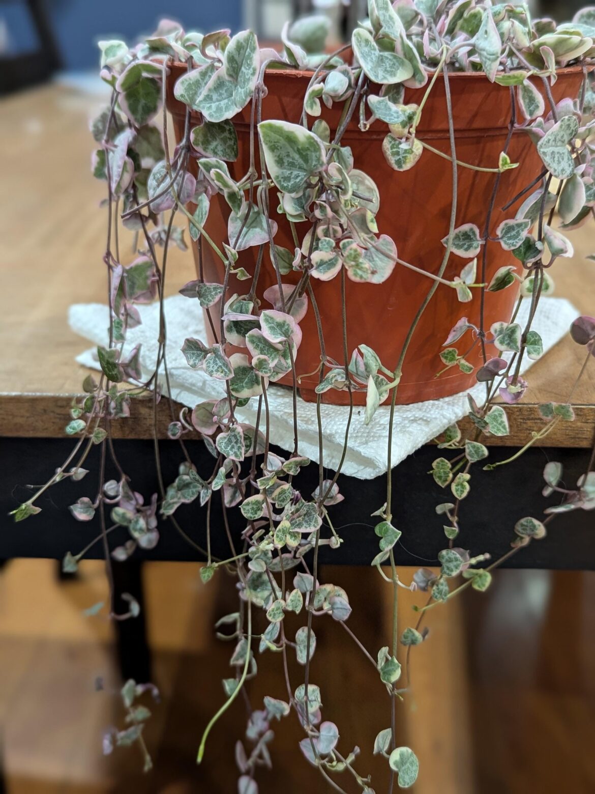 Anyone else who thoroughly enjoys untangling their strings of things? 🙋‍♀️