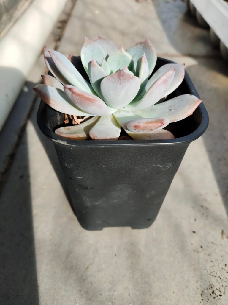 Google lens say Blue Bird but don't look like it.