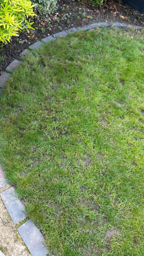 Any preparation for lawn for summer 2026?