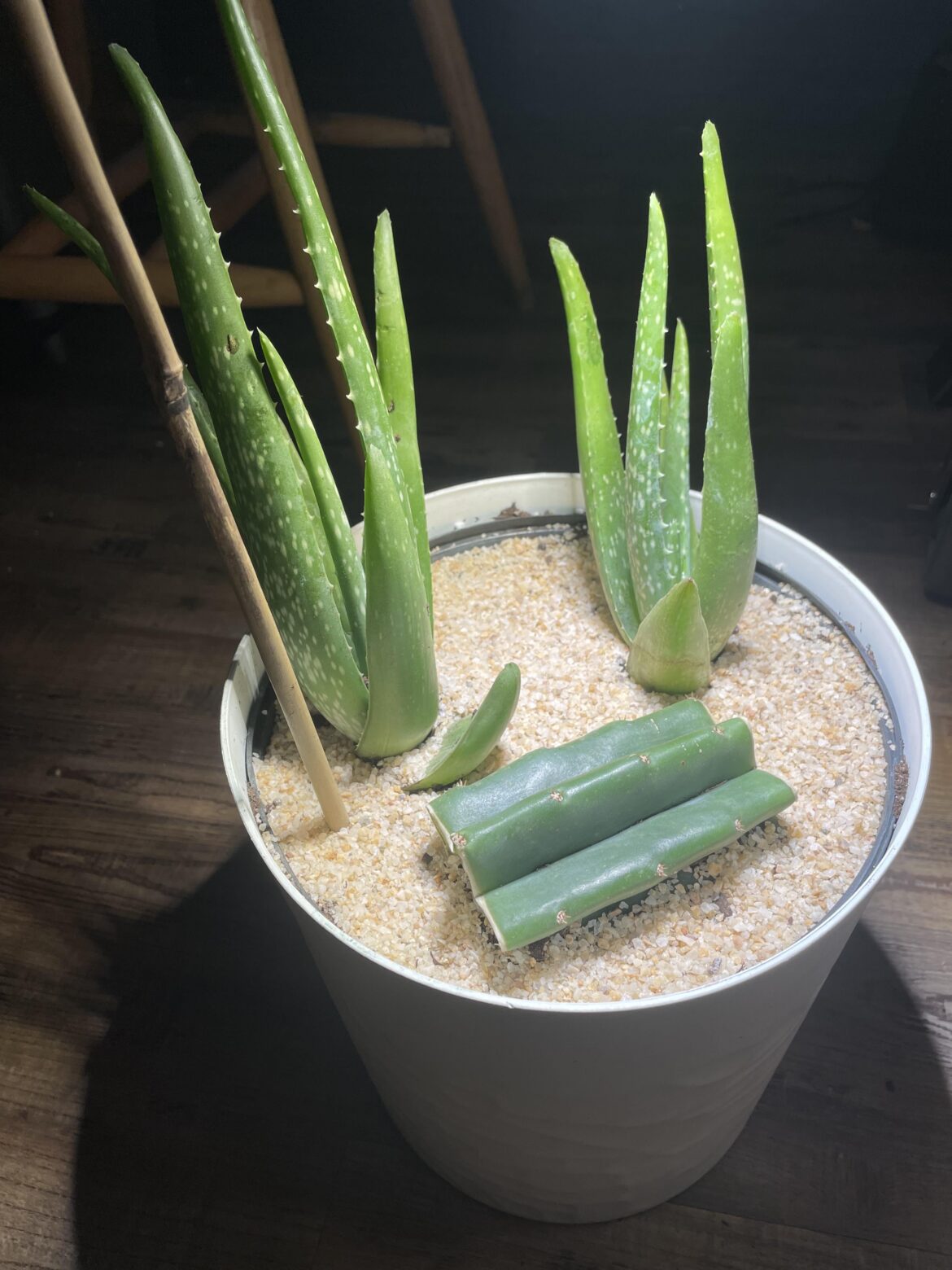 to cope from what happened after i wore the scariest halloween costume for halloween (my authentic self- only it's not a costume and folks ain’t used to it), a help line lady helped me shed the triggers n cognitive dissonance and encouraged me to do my healthy hobbies now that healing n sober c: