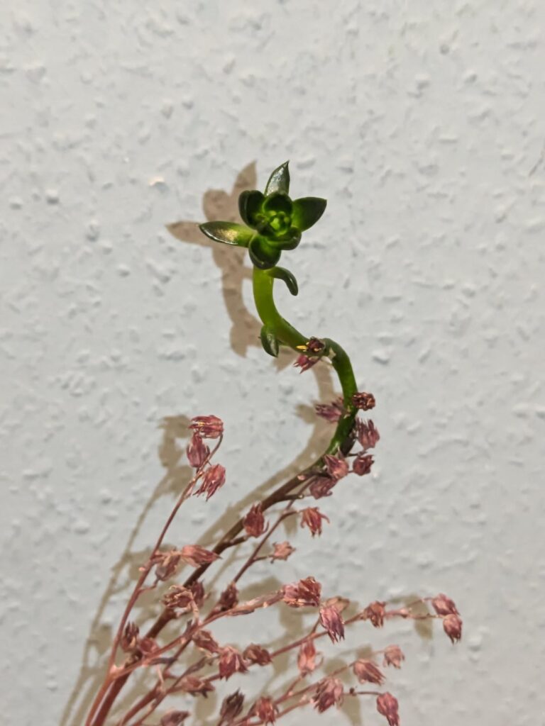 This flower stalk refuses to die … This flower stalk refuses to die ...