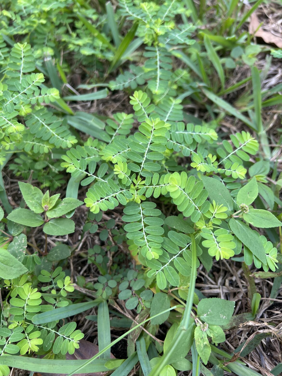 New Weed in My Yard