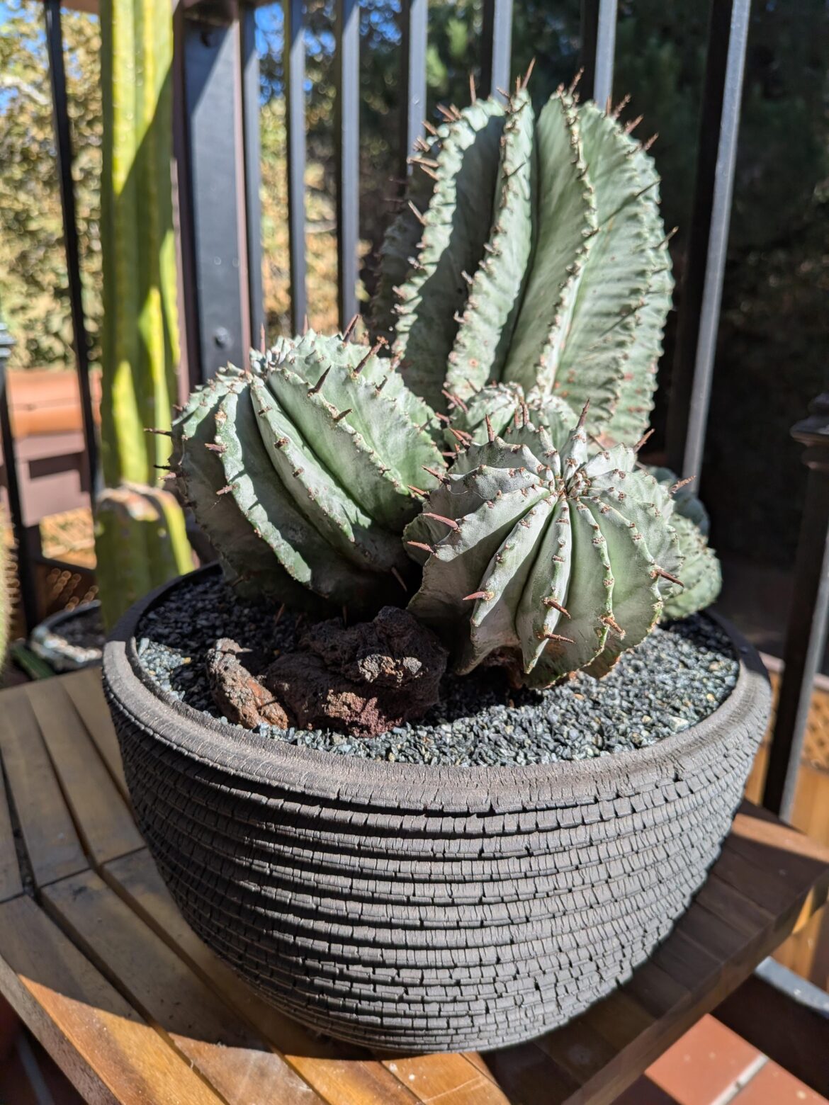 My Euphorbia Horrida from Aloes in Wonderland