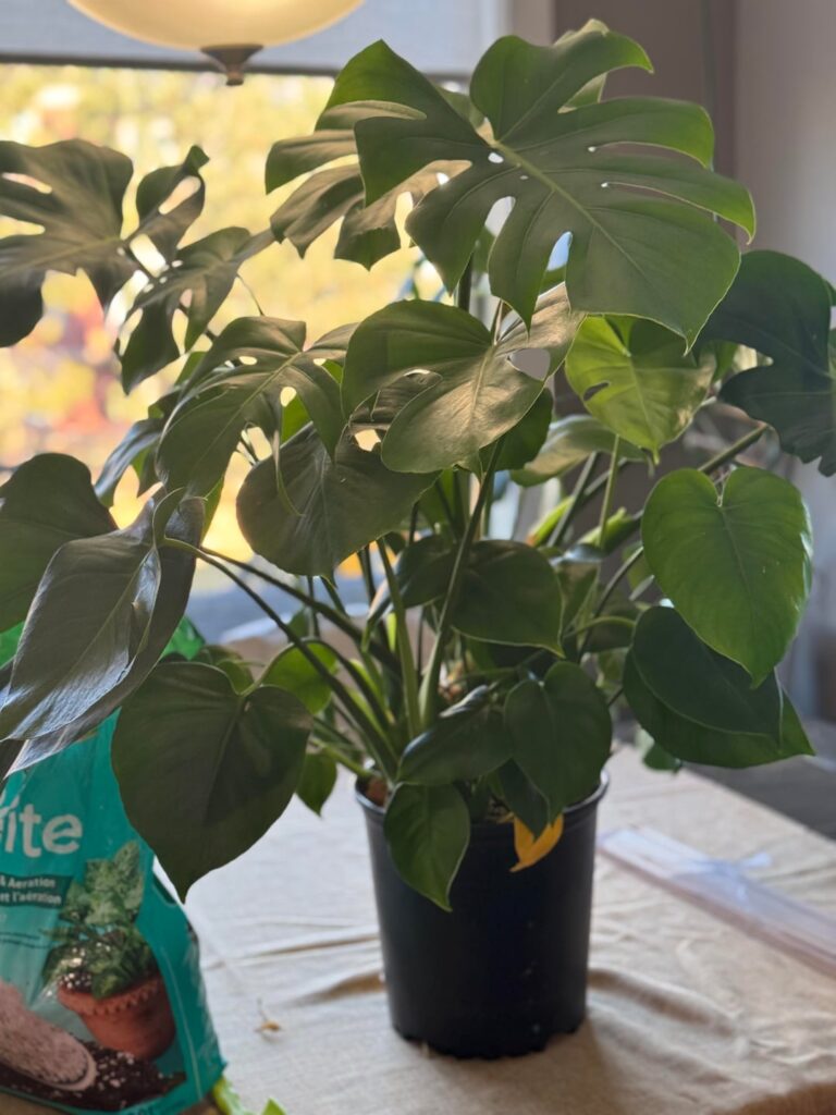 I think she was a bit root bound…