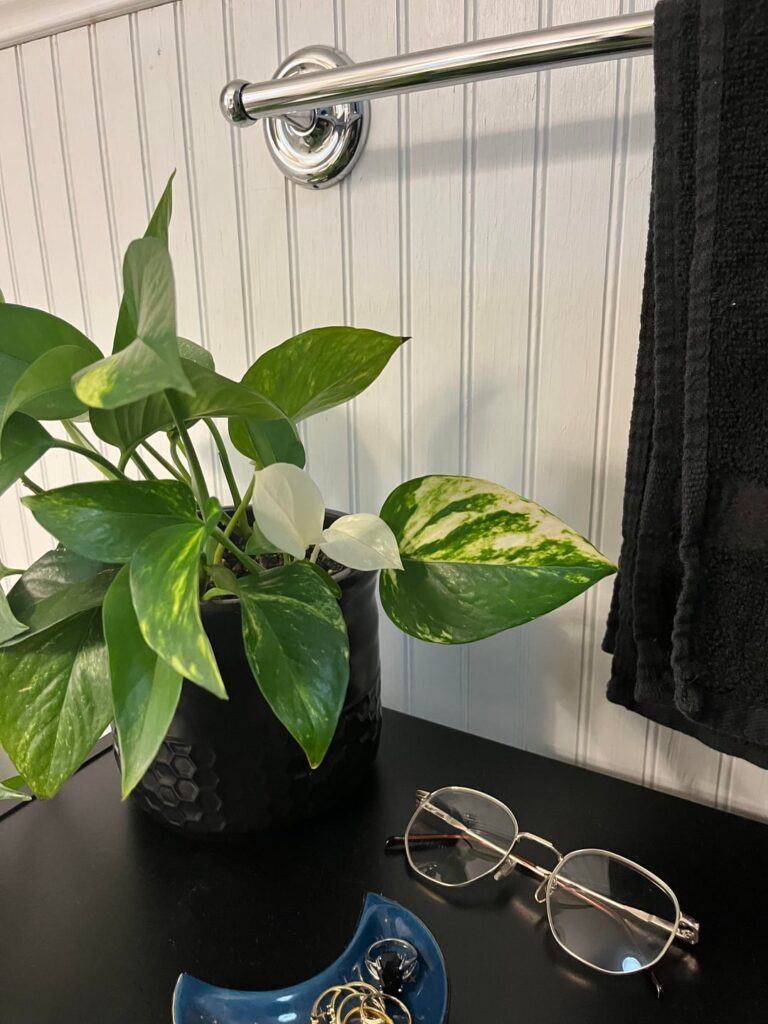 albinism: what is going on with my pothos?