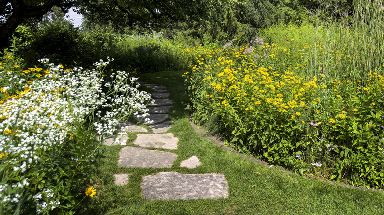 tall grasses and white and yellow flowers with a stone path