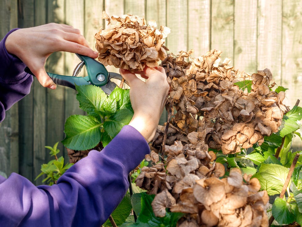 things you should never throw on the compost heap