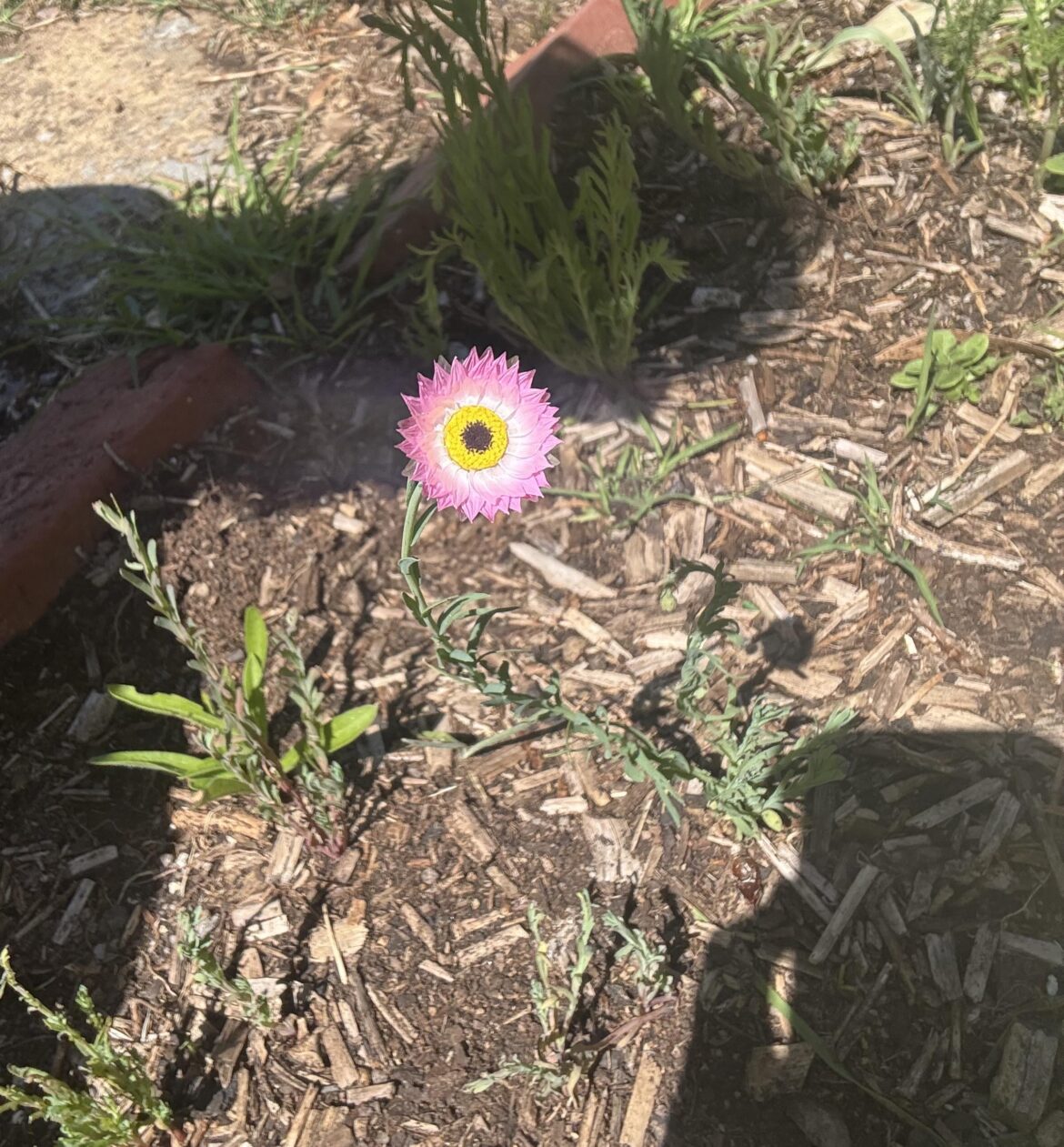 this beauty opened today after a good watering 😍