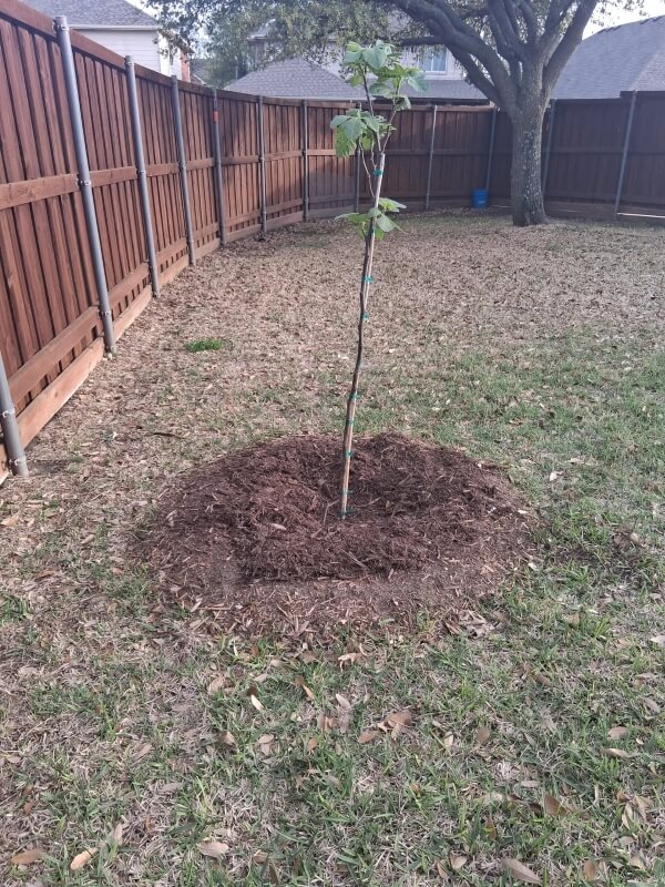 A Reddit post has sparked a flood of concerned comments after one gardener revealed their mother's well-intentioned but disastrous attempt to help a fig tree.