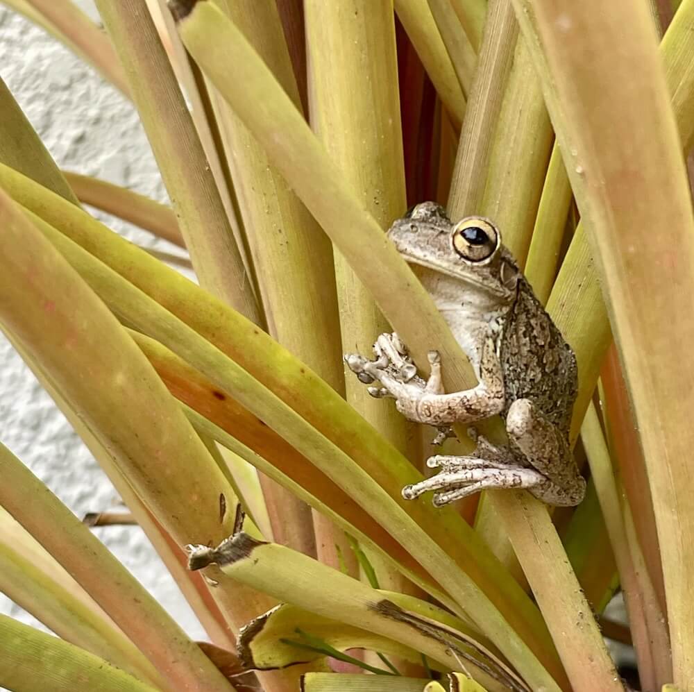 One Redditor shared a photo of a gray tree frog trying to blend in with their dracaena plant.
