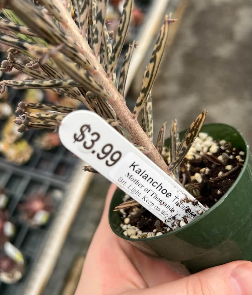 One gardener sparked a discussion about a wild-looking variant of the succulent known as the "mother of thousands."