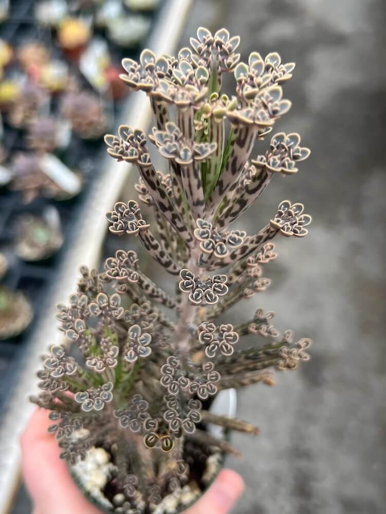 One gardener sparked a discussion about a wild-looking variant of the succulent known as the "mother of thousands."