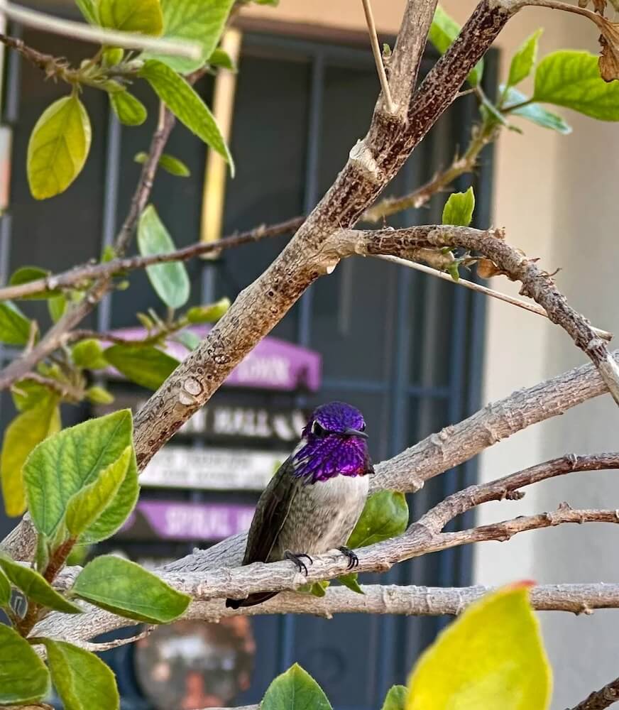 Costa's hummingbird