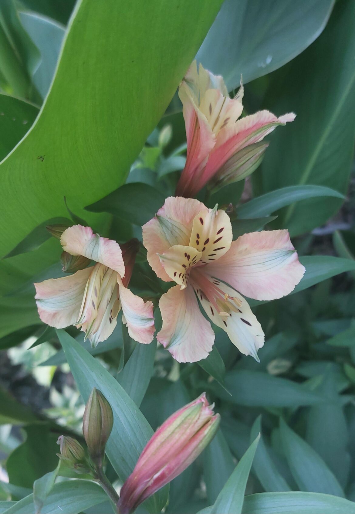 Hi again! You were all so helpful in my last flower post, I'm back with another flower to identify...