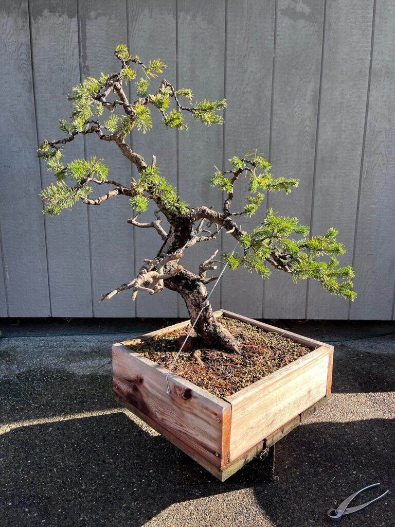 Scots Pine got a major overhaul… finally!