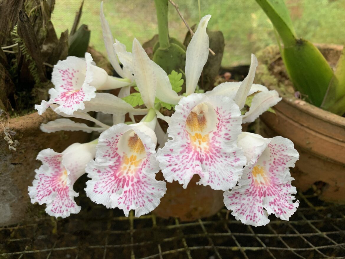 Growing at a research centre- Monteverde. Loud forest. Costa Rica