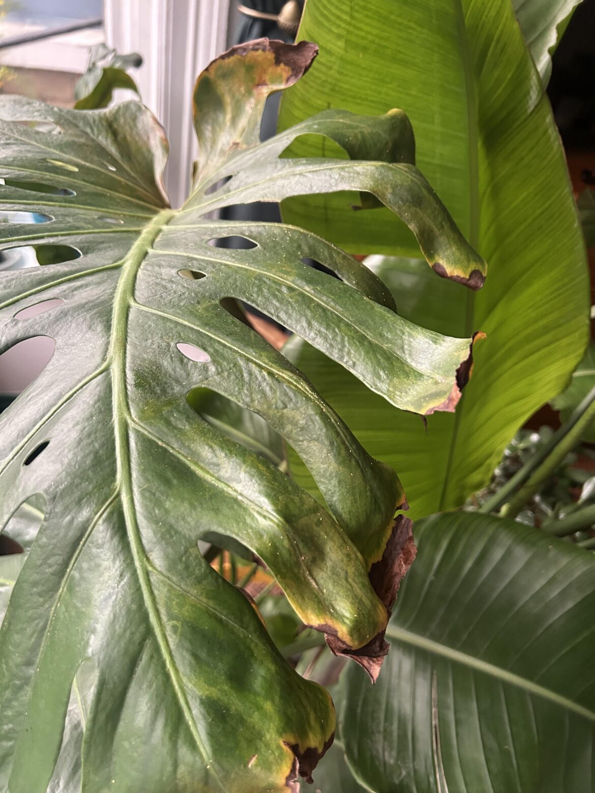 My monstera always gets these crispy brown edges - why?
