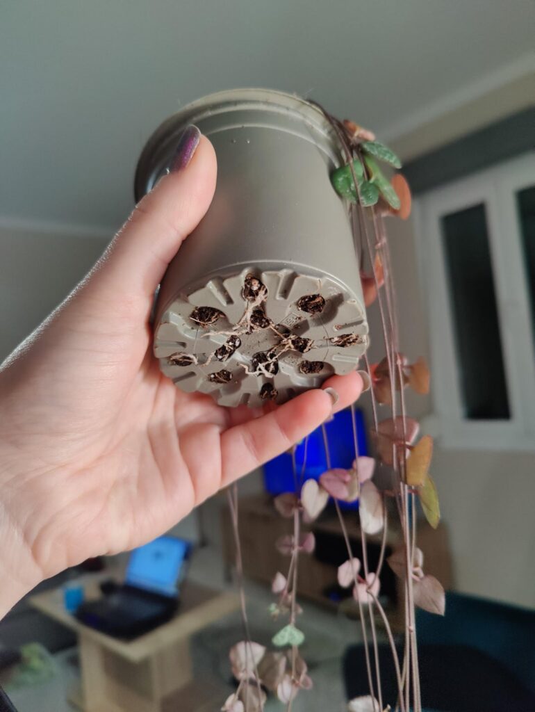 When to repot string of hearts