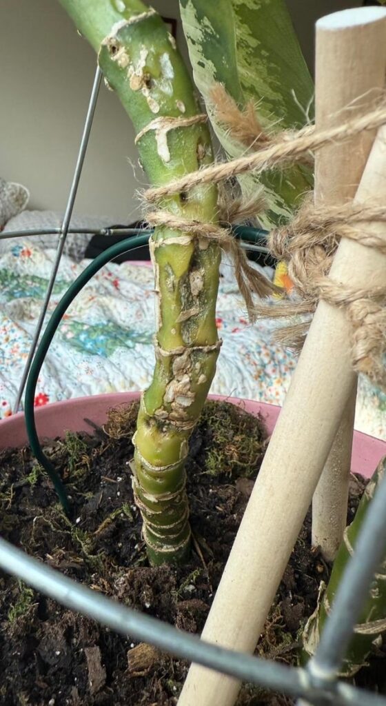 Help! What’s going on with my dieffenbachia stem? Help! What’s going on with my dieffenbachia stem?