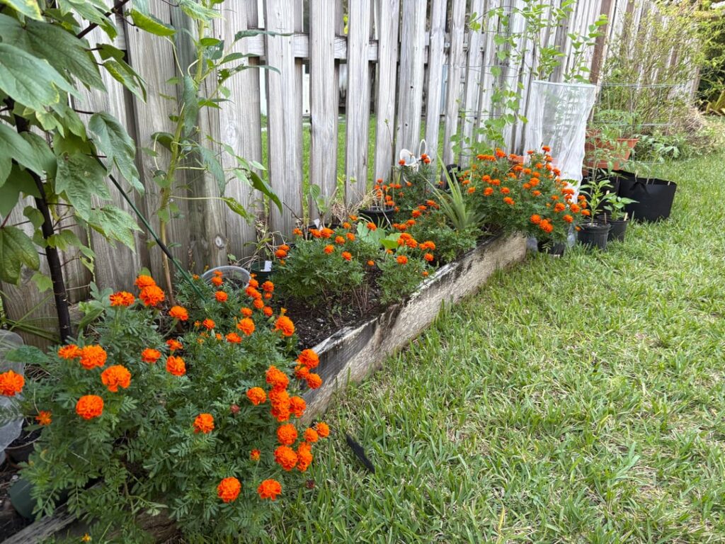 Even though growing season is just starting my Marigolds are popping off