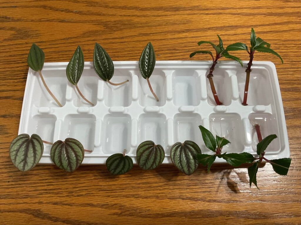 Will This Peperomia Propagate?