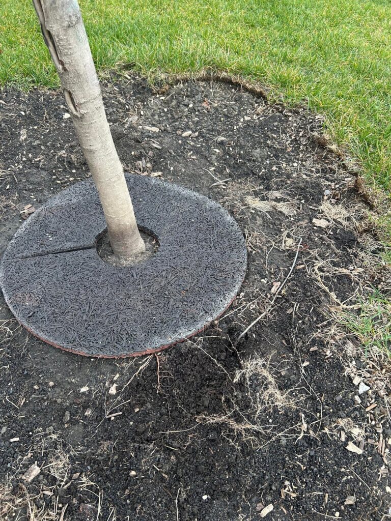 Tree planted with metal basket, will it the tree die or cause significant difficulties because of the basket ? Tree planted with metal basket, will it the tree die or cause significant difficulties because of the basket ?