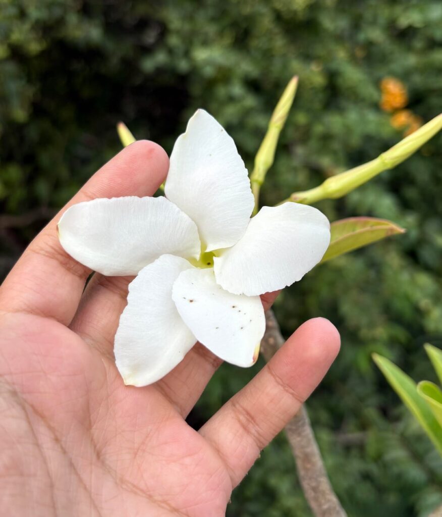 Pachypodium Decaryi is LIVING!!!! The blooms are Huge, and smell like iris-lilies, but like very WILD and Weedy! Last pic from 2 yrs ago, as the seller has sent me for reference!