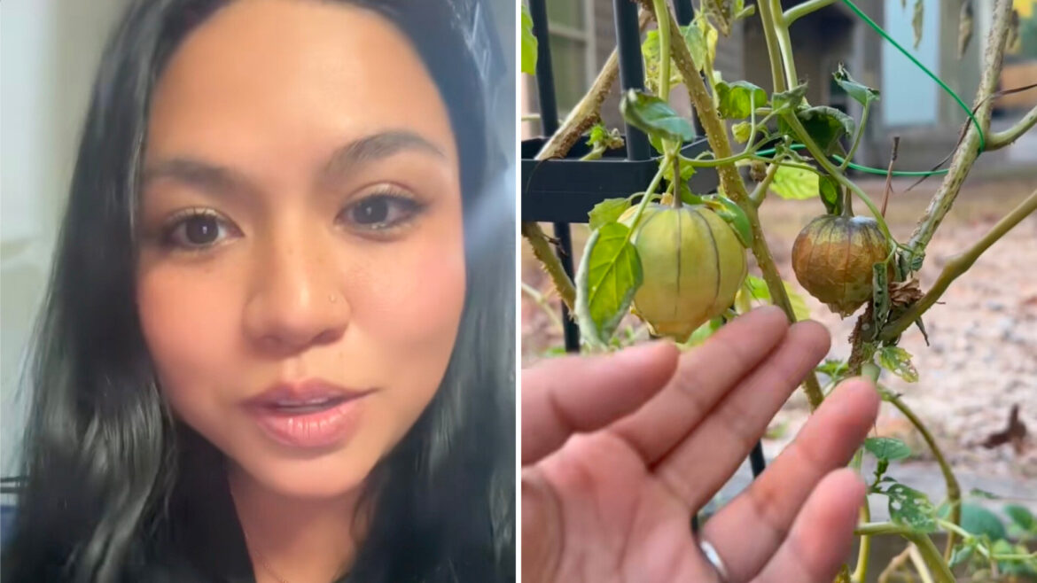 A TikTok user found a surprise tomatillo frog while harvesting from her garden — and the adorable video has taken off.