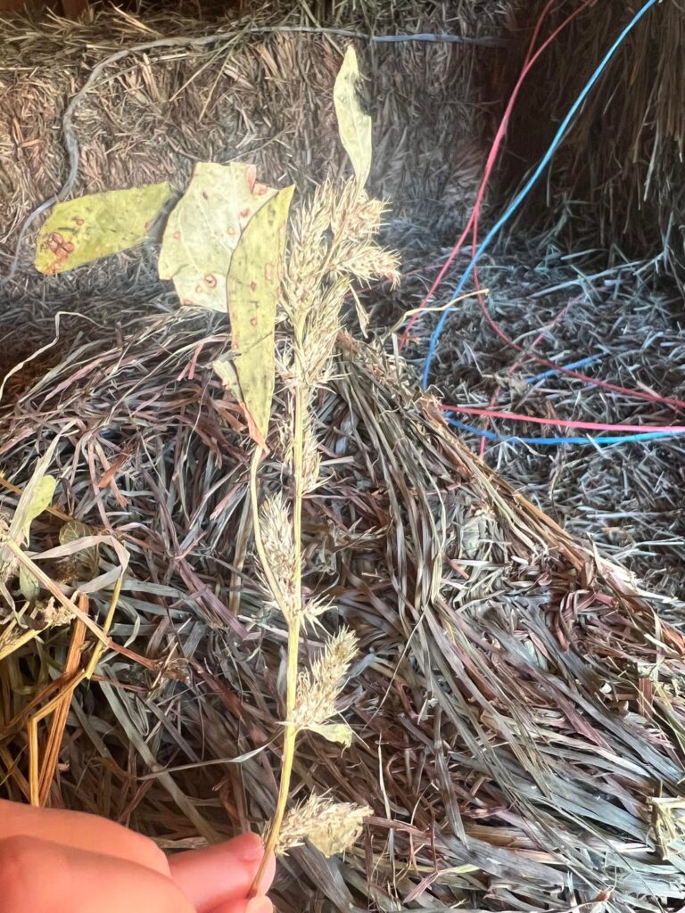 Anyone know what this is? Found in a few flakes of grass hay