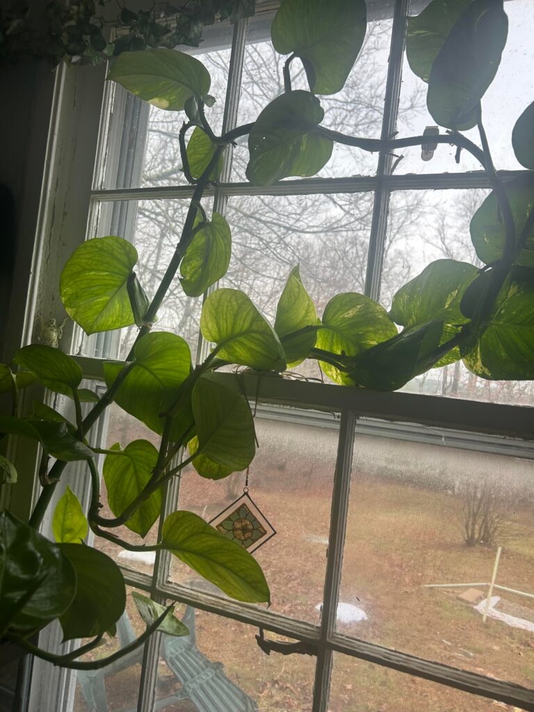 Fish Tank Pothos THRIVING!