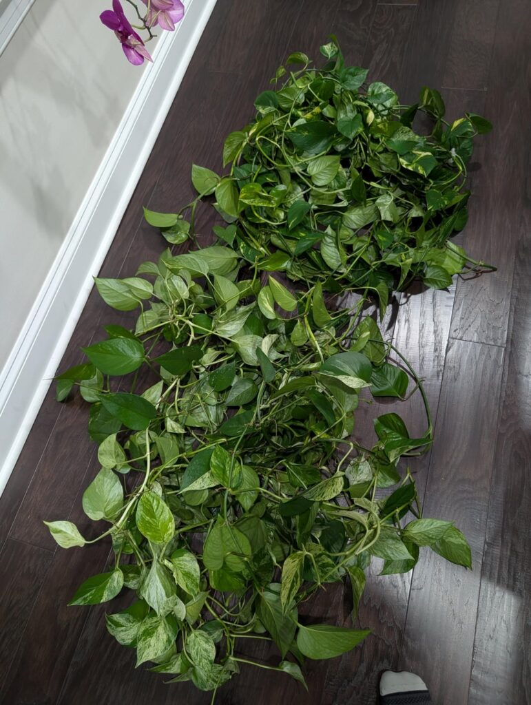 Crying, but had to do it. Crying, but had to do it.