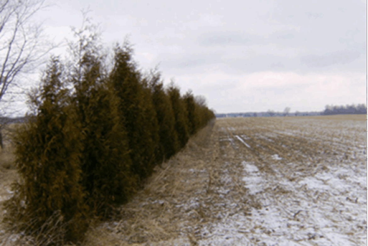Tree planting and windbreak program available to landowners