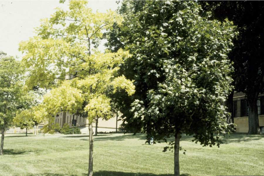trees